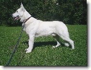White swiss shepherd dog \\\\\(Dog standard\\\\\)