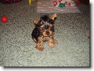 Jorkrsk terier, Yorkshire Terrier,