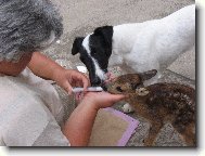 Fox Terrier Smooth