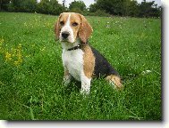 Beagle