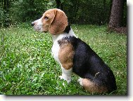 Beagle