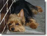 Jorkrsk terier, Yorkshire Terrier,