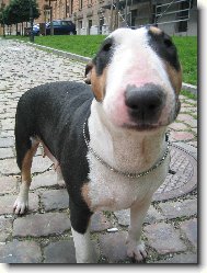 Bull Terrier