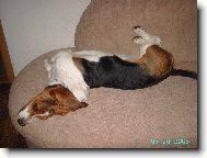 Basset Hound