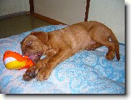 Dogue de Bordeaux