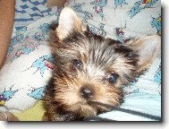 Jorkrsk terier, Yorkshire Terrier,