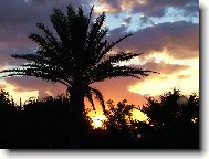 Phoenix canariensis