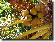 Cocos nucifera