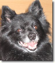 German spitz miniature spitz \\\\\(Dog standard\\\\\)