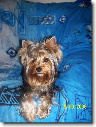 Jorkrsk terier, Yorkshire Terrier,