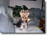 Jorkrsk terier, Yorkshire Terrier,