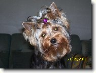 Jorkrsk terier, Yorkshire Terrier,