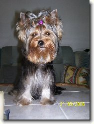 Jorkrsk terier, Yorkshire Terrier,