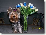 Jorkrsk terier, Yorkshire Terrier,