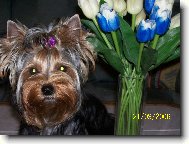 Jorkrsk terier, Yorkshire Terrier,