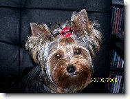 Jorkrsk terier, Yorkshire Terrier,