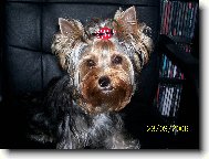 Jorkrsk terier, Yorkshire Terrier,