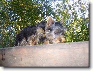 Jorkrsk terier, Yorkshire Terrier,