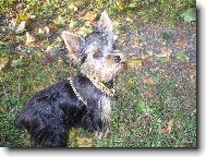 Jorkrsk terier, Yorkshire Terrier,