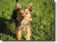 Jorkrsk terier, Yorkshire Terrier,