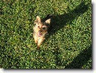 Jorkrsk terier, Yorkshire Terrier,