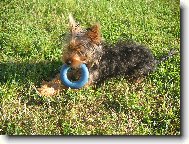 Jorkrsk terier, Yorkshire Terrier,