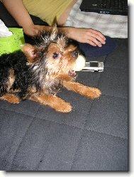 Jorkrsk terier, Yorkshire Terrier,