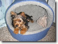 Jorkrsk terier, Yorkshire Terrier,