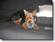 Jorkrsk terier, Yorkshire Terrier,