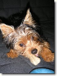 Jorkrsk terier, Yorkshire Terrier,