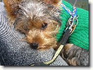 Jorkrsk terier, Yorkshire Terrier,