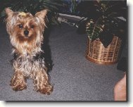 Jorkrsk terier, Yorkshire Terrier,