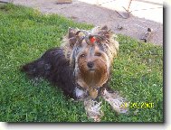 Jorkrsk terier, Yorkshire Terrier,