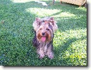 Jorkrsk terier, Yorkshire Terrier,