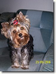 Jorkrsk terier, Yorkshire Terrier,