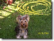 Jorkrsk terier, Yorkshire Terrier,