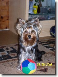 Jorkrsk terier, Yorkshire Terrier,