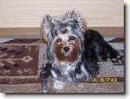 Jorkrsk terier, Yorkshire Terrier,