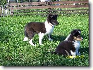 Shetland Sheepdog