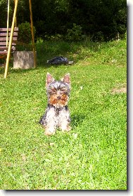 Jorkrsk terier, Yorkshire Terrier,