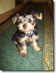 Jorkrsk terier, Yorkshire Terrier,