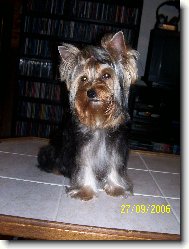 Jorkrsk terier, Yorkshire Terrier,