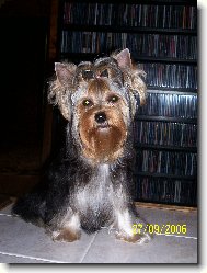 Jorkrsk terier, Yorkshire Terrier,