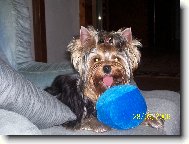 Jorkrsk terier, Yorkshire Terrier,