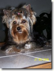 Jorkrsk terier, Yorkshire Terrier,