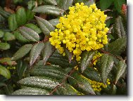 Laurus