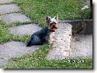 Jorkrsk terier, Yorkshire Terrier,