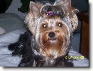 Jorkrsk terier, Yorkshire Terrier,