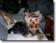 Jorkrsk terier, Yorkshire Terrier,