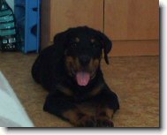 Rottweiler